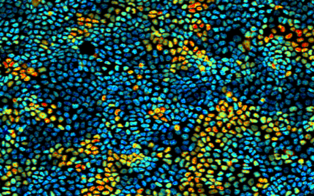 Chemische Wellen der Proteinaktivierung, die in einer Schicht von Zellen beobachtet wurden. Bild: Tsuyoshi Hirashima